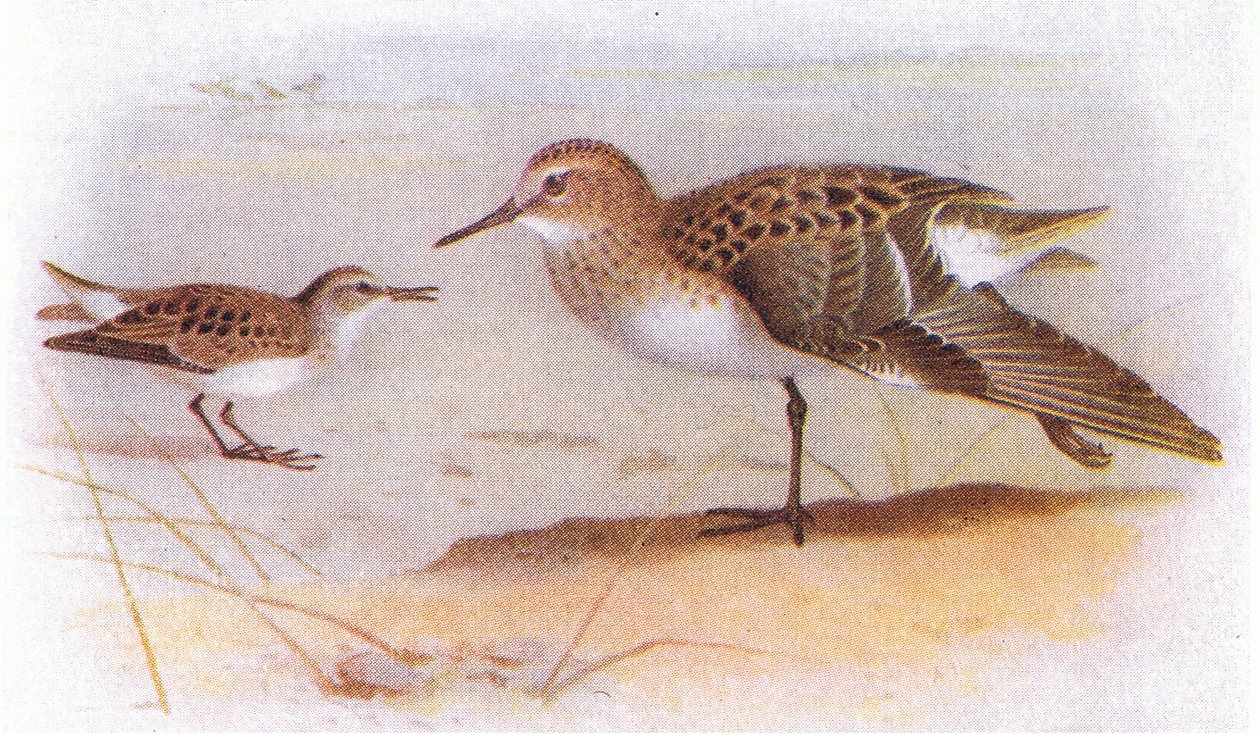 Little Stint ، من طيور الجزر البريطانية وبيضها الذي نشرته شركة فريدريك وارن وشركاه المحدودة ، 1958 بواسطة أرشيبالد ثوربورن