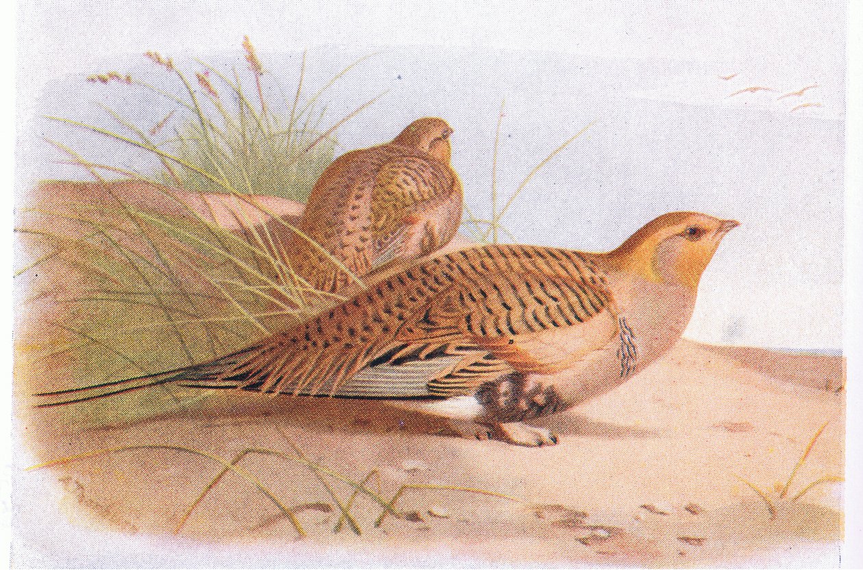 Pallass Sand Grouse ، من طيور الجزر البريطانية وبيضها الذي نشرته شركة فريدريك وارن وشركاه المحدودة ، 1958 بواسطة أرشيبالد ثوربورن