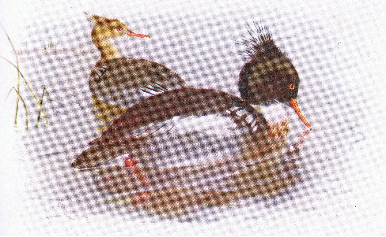 Merganser الصدر الأحمر بواسطة أرشيبالد ثوربورن