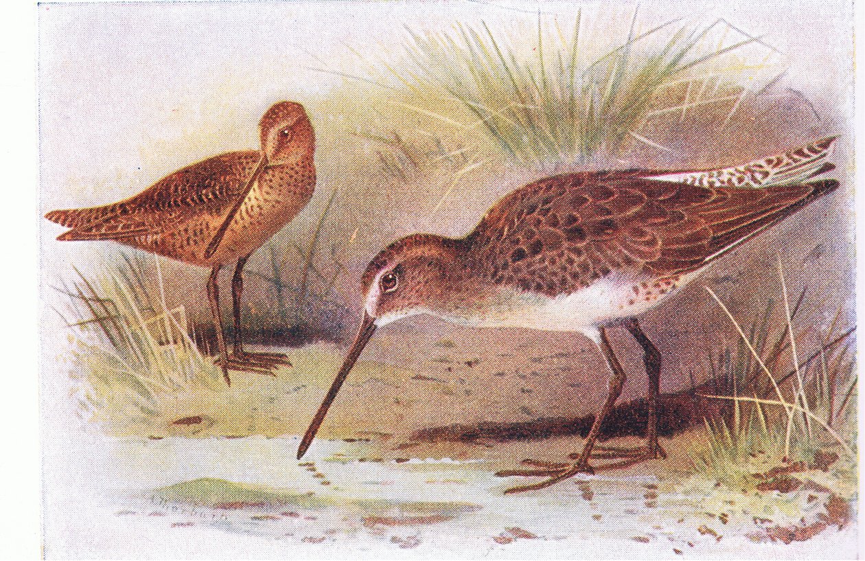 Red Breasted Snipe ، من طيور الجزر البريطانية وبيضها ، نشرتها شركة فريدريك وارن وشركاه المحدودة ، 1958 بواسطة أرشيبالد ثوربورن