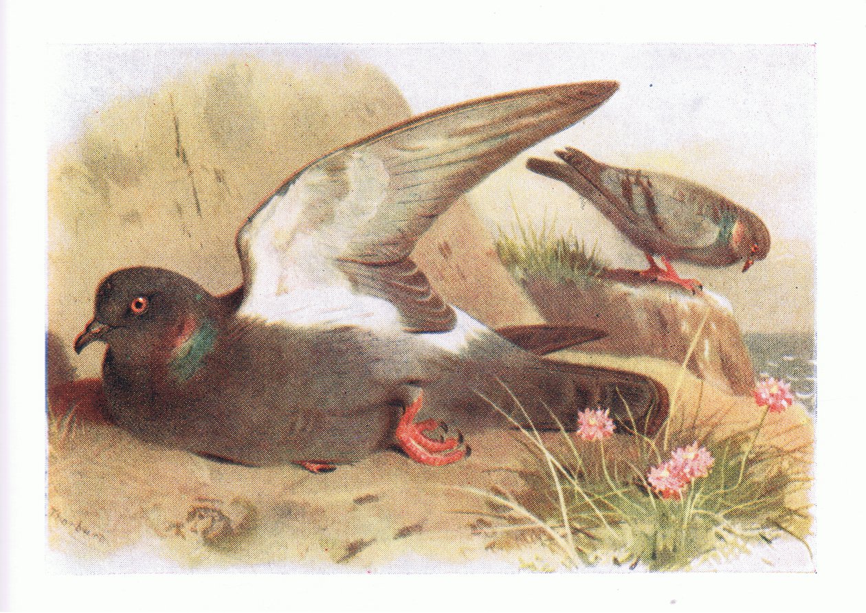 Rock Dove ، من طيور الجزر البريطانية وبيضها ، نشرته شركة فريدريك وارن وشركاه المحدودة ، 1958 بواسطة أرشيبالد ثوربورن