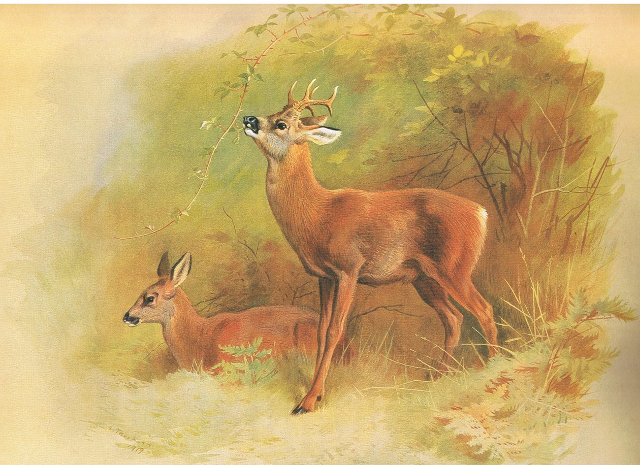 Roe Deer ، من الثدييات الزاحفة التي نشرتها Longmans and Co ، c. 1920 بواسطة أرشيبالد ثوربورن