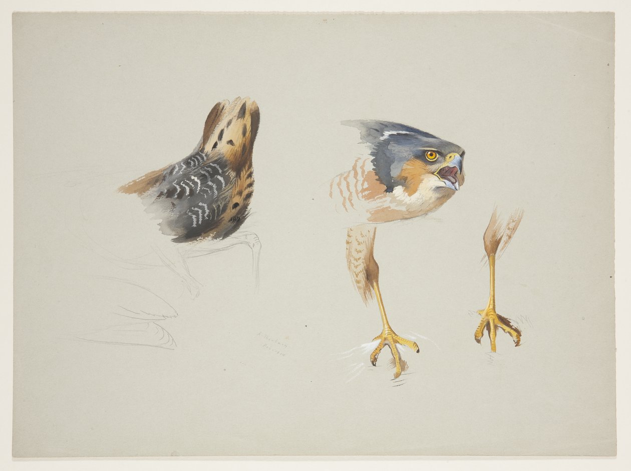 Rump of wader and head and legs of sparrowhawk, c.1915 (watercolor & bodycolour over pencil on paper) بواسطة أرشيبالد ثوربورن