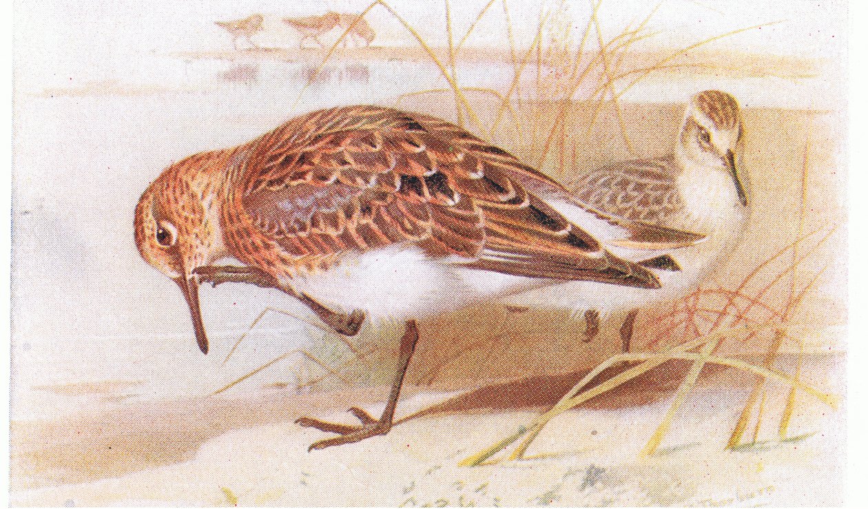 Sanderling ، من طيور الجزر البريطانية وبيضها ، نشرته شركة فريدريك وارن وشركاه المحدودة ، 1958 بواسطة أرشيبالد ثوربورن