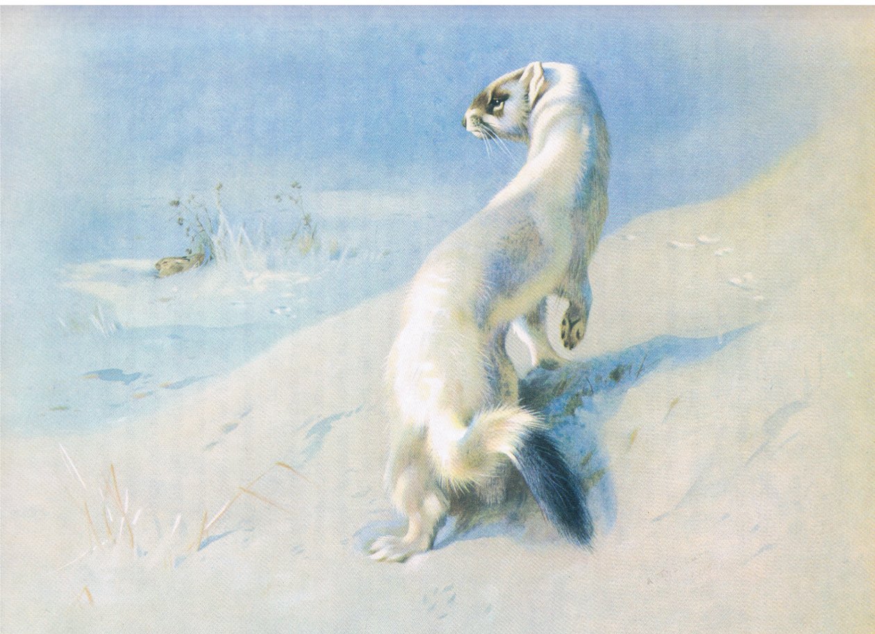 Stoat بواسطة أرشيبالد ثوربورن