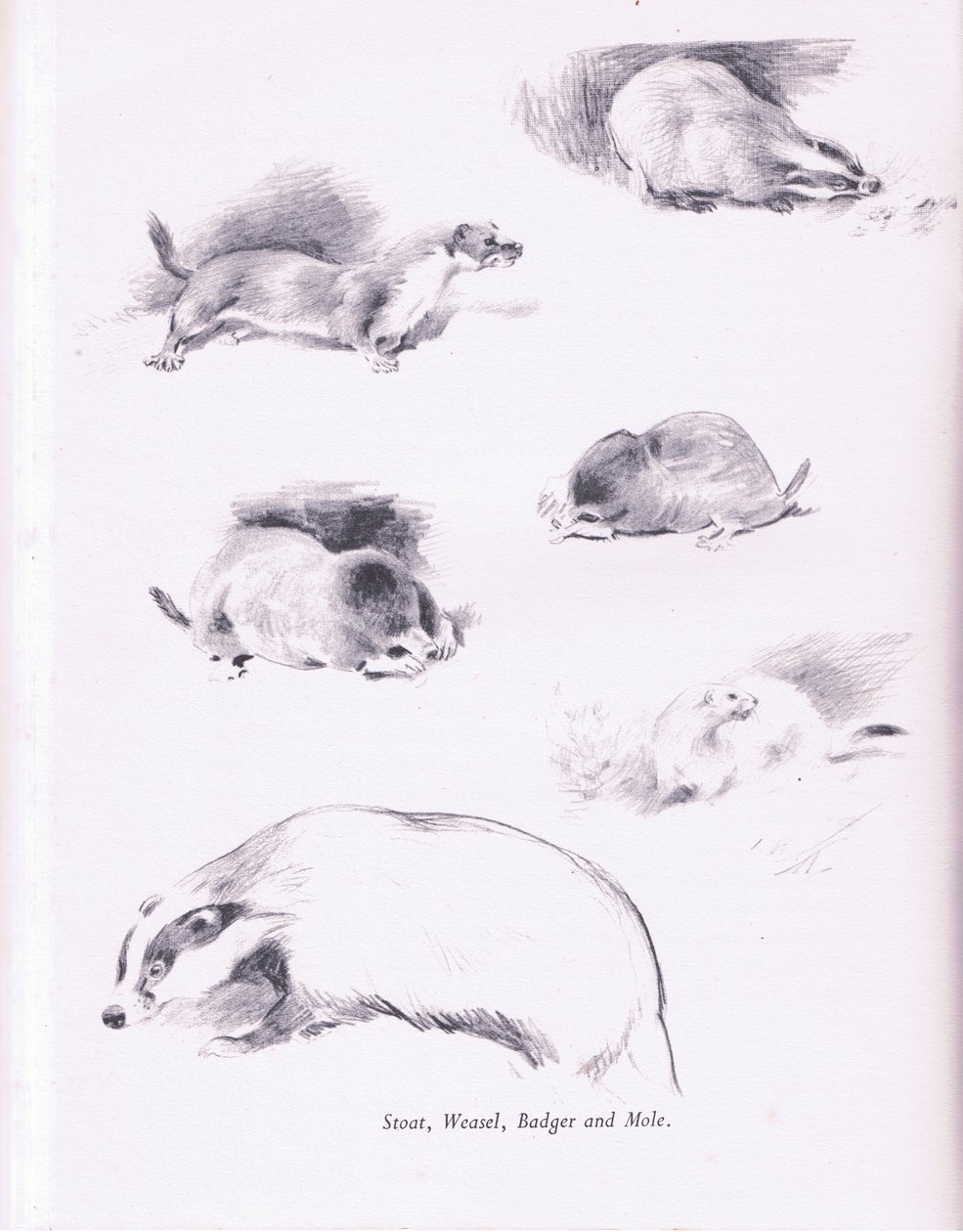 Stoat ، Weasel ، Badger and Mole ، 1938 بواسطة أرشيبالد ثوربورن