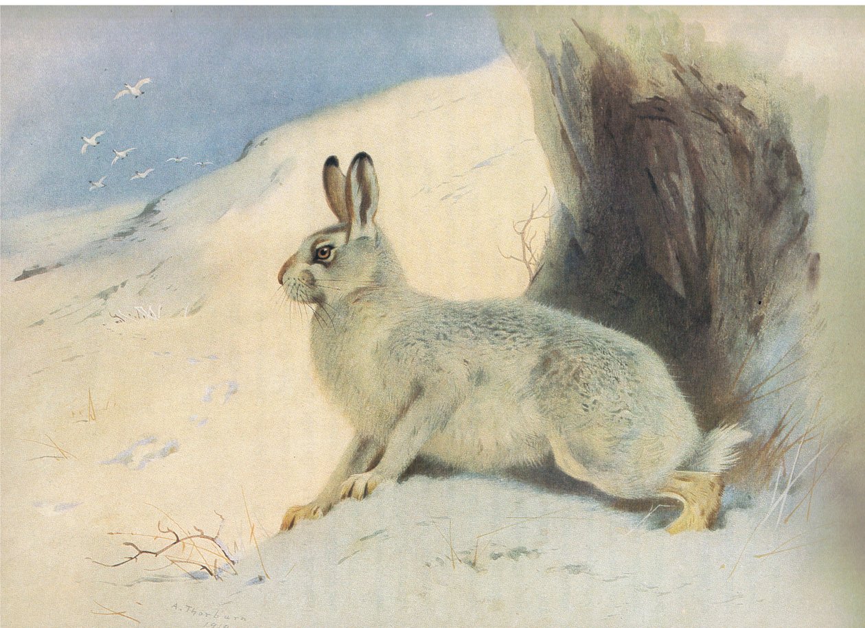 أرنب الجبل في فصل الشتاء ، من الثدييات ثوربورنس التي نشرتها Longmans and Co ، c. 1920 بواسطة أرشيبالد ثوربورن