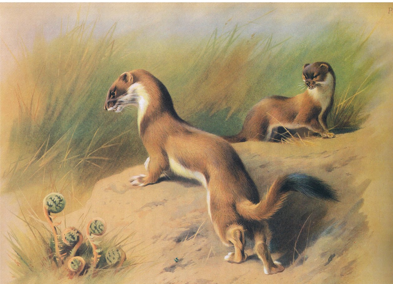 ال Stoat ، من ثوربورن الثدييات التي نشرتها Longmans and Co ، c. 1920 بواسطة أرشيبالد ثوربورن