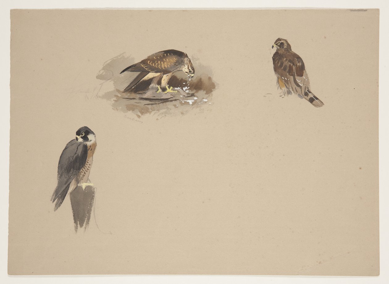 Three small vignettes of peregrine falcon and 2 other birds of prey, c.1915 (watercolor & bodycolour over pencil on paper) بواسطة أرشيبالد ثوربورن