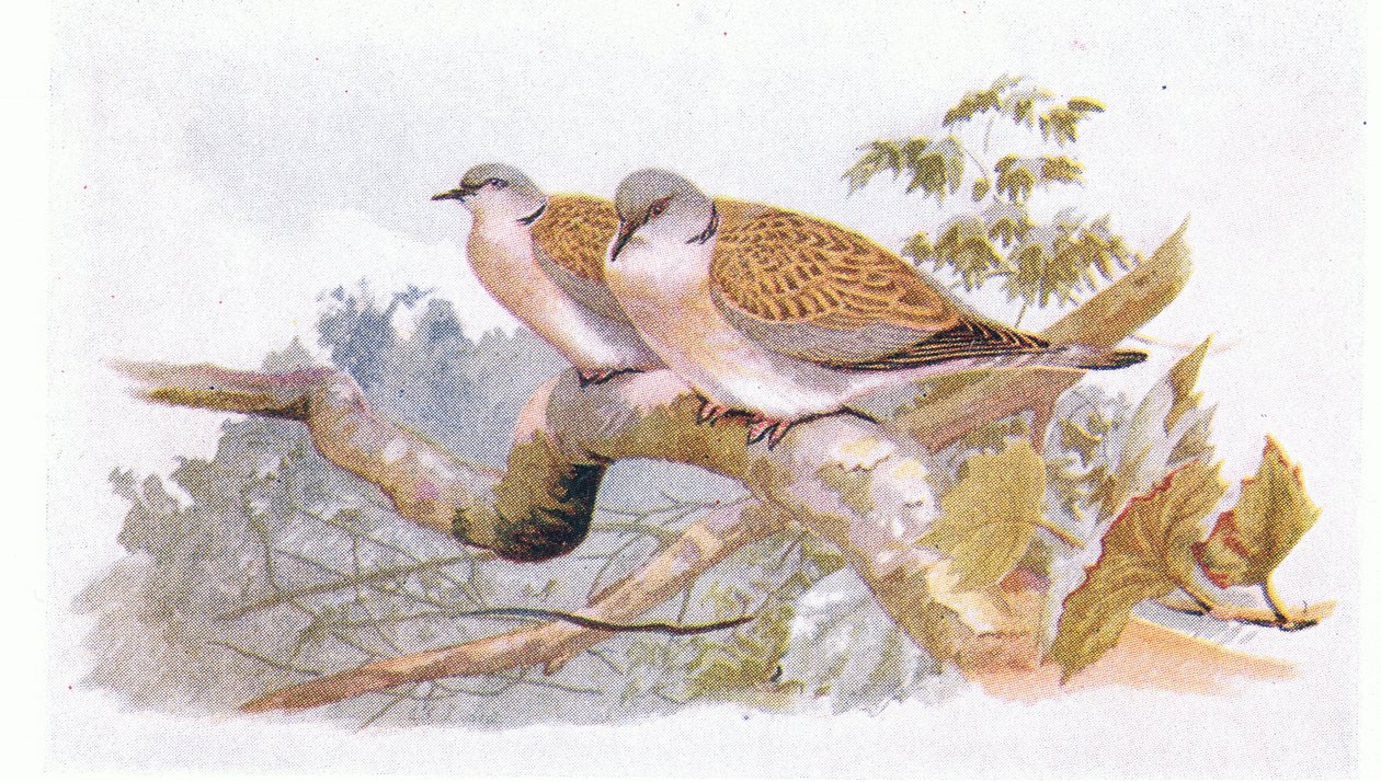 Turtle Dove ، من طيور الجزر البريطانية وبيضها ، نشرته شركة فريدريك وارن وشركاه المحدودة ، 1958 بواسطة أرشيبالد ثوربورن