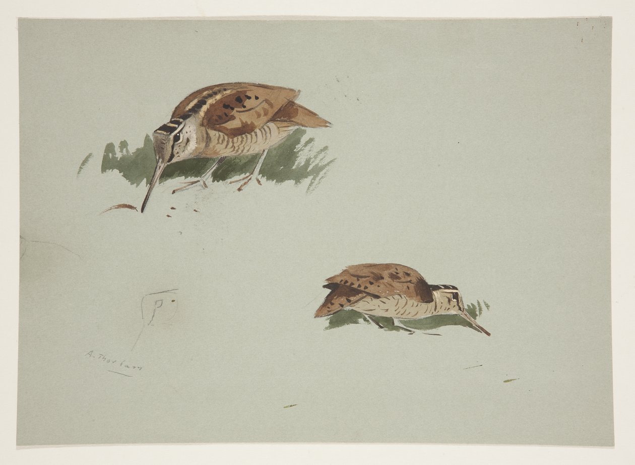 Two vignettes of woodcock, c.1915 (watercolor & bodycolour over pencil on paper) بواسطة أرشيبالد ثوربورن