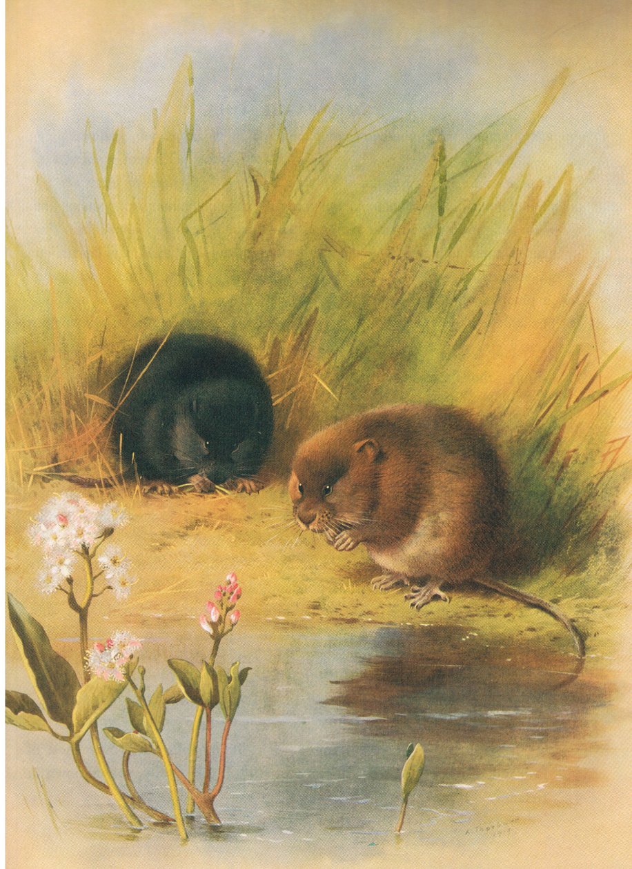 Water Vole ، من الثدييات ثوربورن التي نشرتها Longmans and Co ، c. 1920 بواسطة أرشيبالد ثوربورن