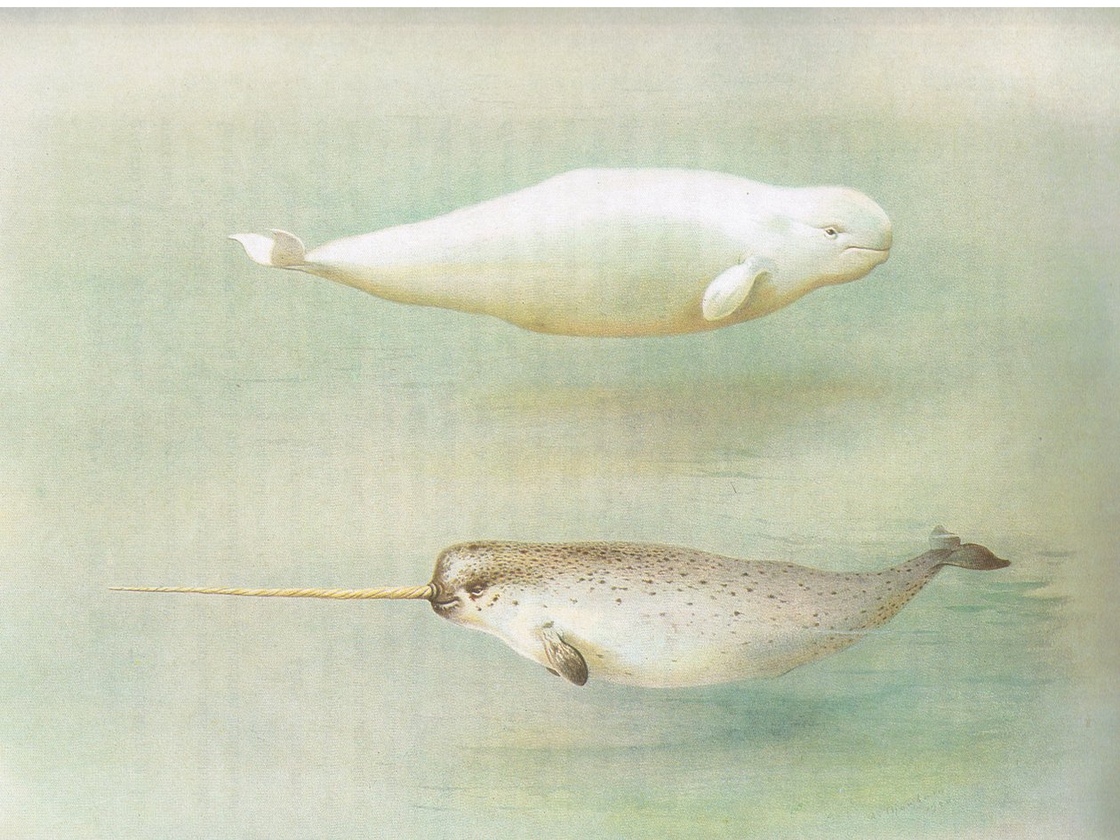 White Whale and Narwhal ، من الثدييات ثوربورنس التي نشرتها Longmans and Co ، c. 1920 بواسطة أرشيبالد ثوربورن