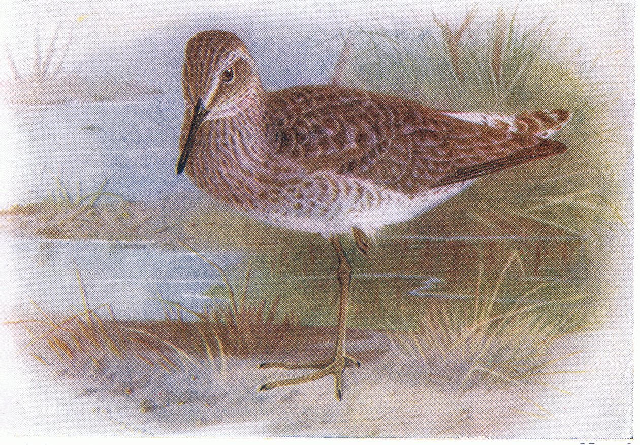 Wood Sandpiper ، من طيور الجزر البريطانية وبيضها ، نشرته شركة فريدريك وارن وشركاه المحدودة ، 1958 بواسطة أرشيبالد ثوربورن