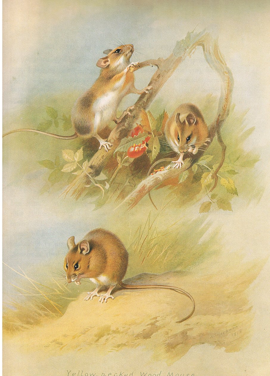 الفأر الأصفر العنق و St Kilda Woodmouse ، من الثدييات ثوربورن التي نشرتها Longmans and Co ، c. 1920 بواسطة أرشيبالد ثوربورن