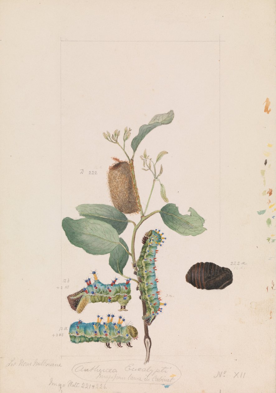 الامبراطور اللثة العثة ، Opodiphthera eucalypti بواسطة آرثر بارثولوميو