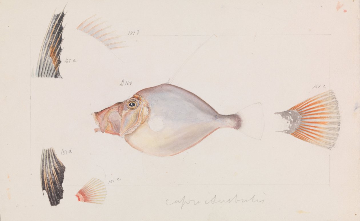 Silver Dory، Cyttus australis بواسطة آرثر بارثولوميو