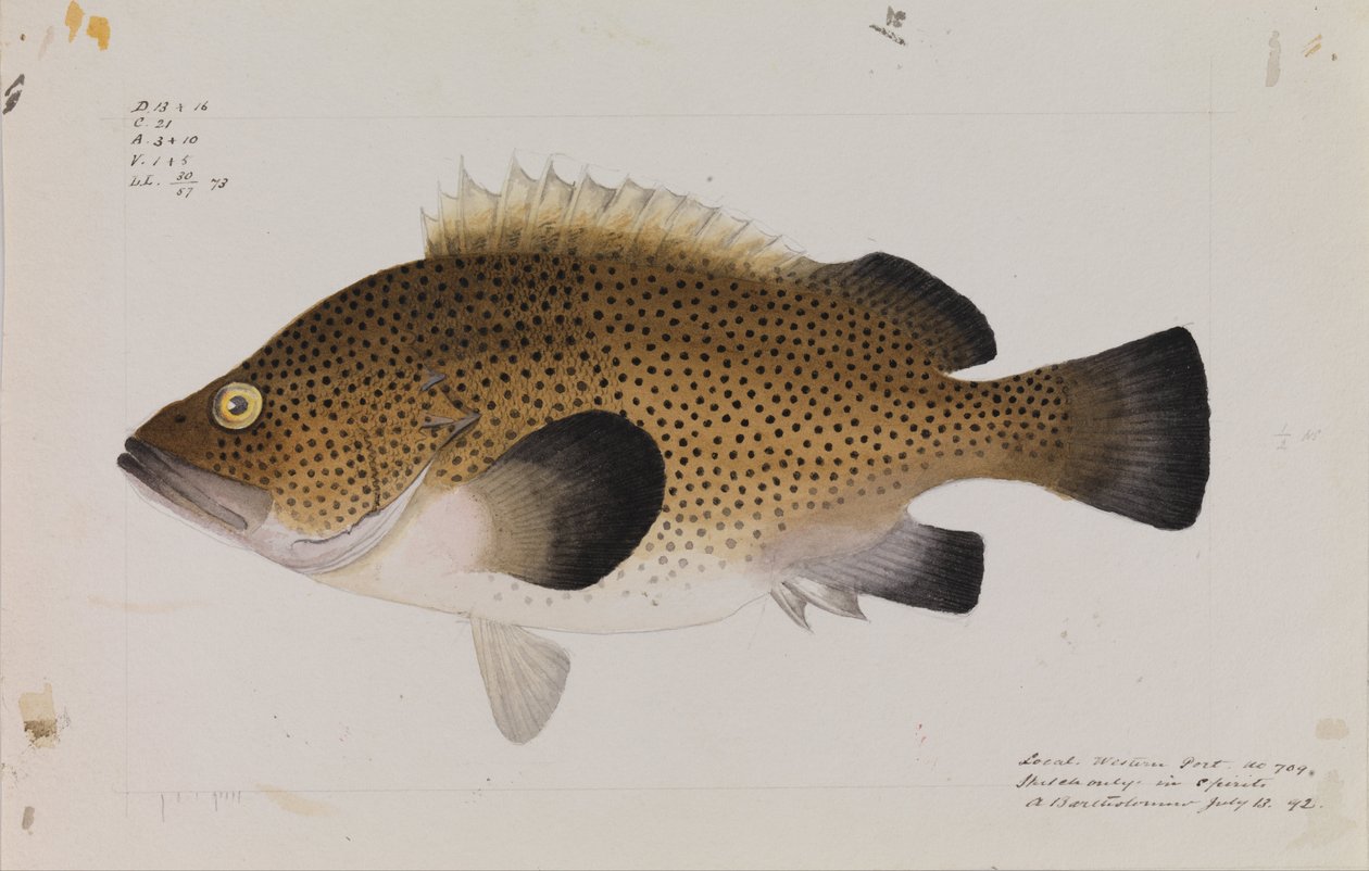الشرقية Wirra ، Acanthistius ocellatus بواسطة آرثر بارثولوميو
