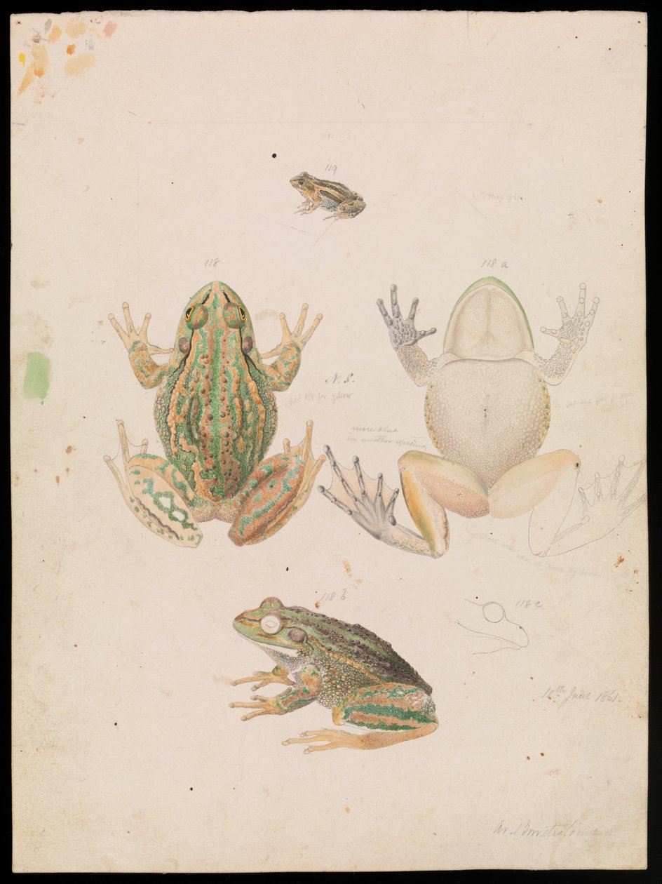 ضفدع العشب الهادر ، Litoria raniformis بواسطة آرثر بارثولوميو