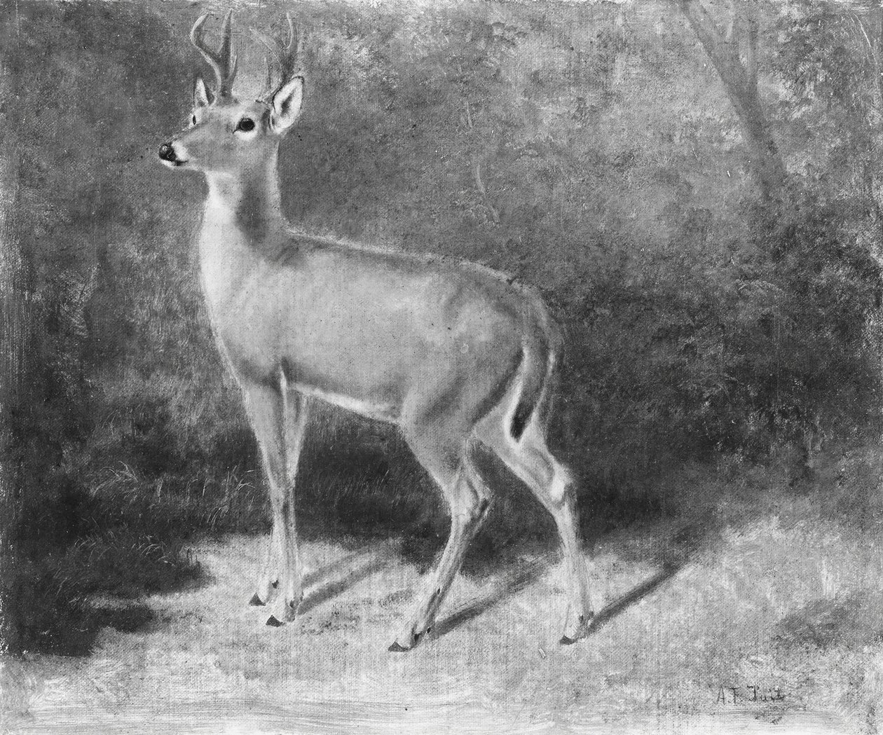DeerSketch من الطبيعة ، كاليفورنيا. 1882. بواسطة آرثر فيتزويليام تيت
