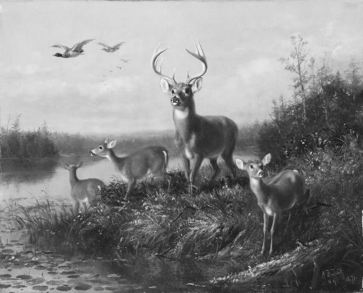 في Qui Vive ، Buck and Three Does ، 1871. بواسطة آرثر فيتزويليام تيت