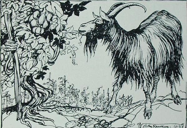 The Goat and the Vine ، رسم توضيحي من "أساطير إيسوب" ، نشره Heinemann بواسطة آرثر راكهام