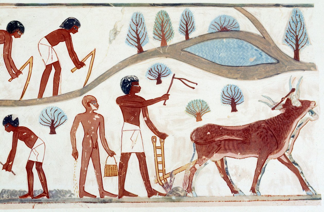 فن مصر: مشهد حرث. صورة طبق الأصل من نخت، عصر أمنوفيس الثاني (حوالي 1450-1425) بواسطة فنان غير معروف