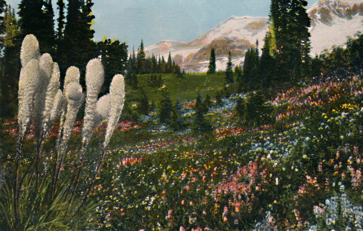 سلة العشب الهندي تنمو في حديقة جبل رينييه الوطنية ، c1916 بواسطة Asahel Curtis