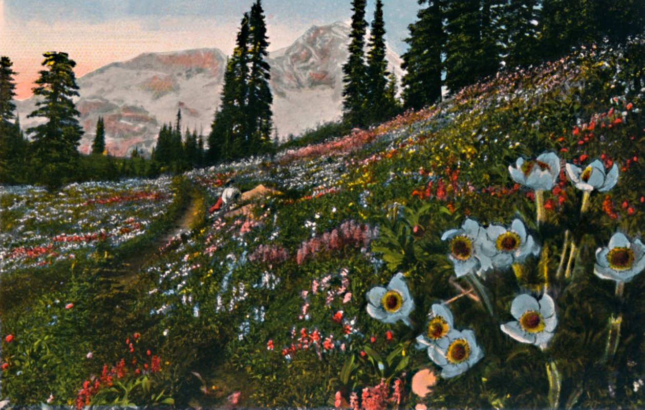 النعمان في حديقة ماونت رينييه الوطنية ، c1916 بواسطة Asahel Curtis