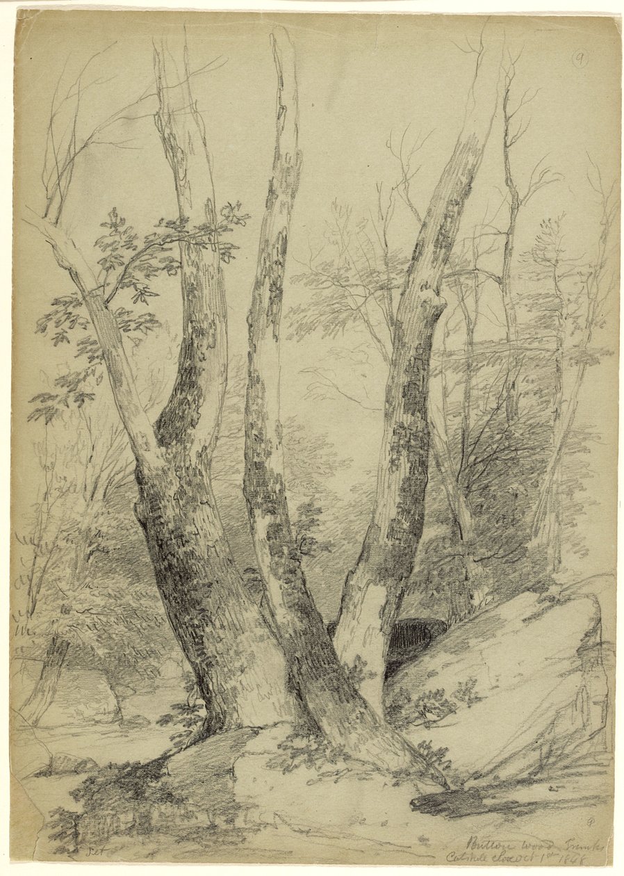 Buttonwood Trunks ، Catskill Clove ، New York ، 1848 (الجرافيت على الورق الرمادي والأخضر) بواسطة آشر براون دوراند