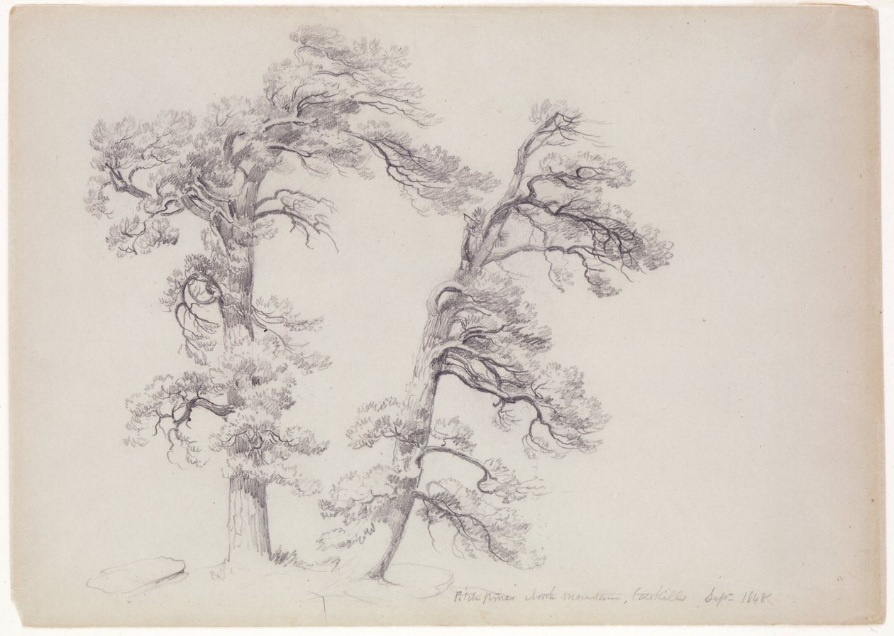 Pitch Pines ، North Mountain ، Catskills ، New York ، 1848 (الجرافيت على الورق الرمادي والأخضر) بواسطة آشر براون دوراند