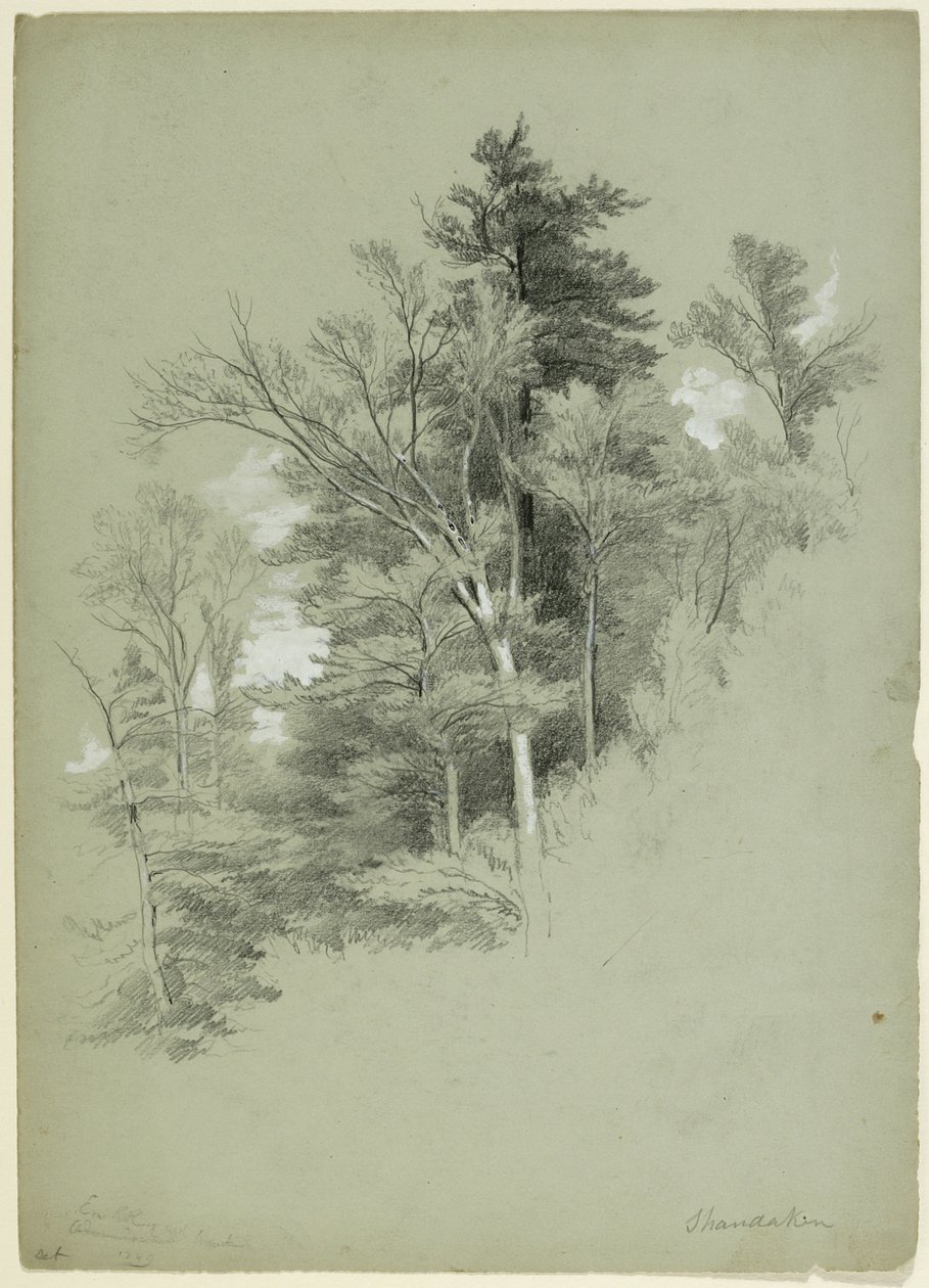 دراسة الأشجار ، شاندكين ، نيويورك ، 1849 (الجرافيت ، الغواش الأبيض ، وصبغة الرصاص البيضاء على ورق رمادي أخضر) بواسطة آشر براون دوراند
