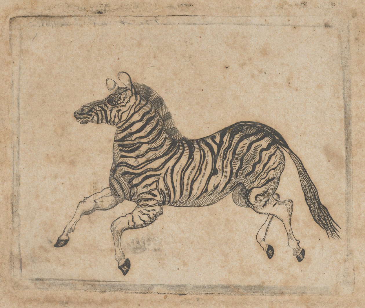 نقش الأوراق النقدية يظهر حمار وحشي ، كاليفورنيا. 1824-37. بواسطة آشر براون دوراند.