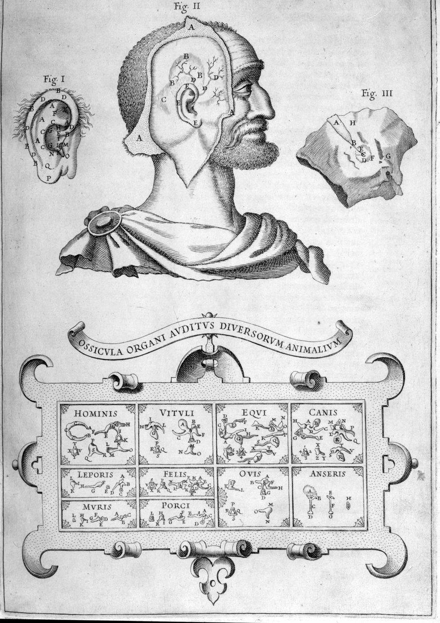 السمع البشري وأنواع الحيوانات الأخرى - من "Musurgia Universalis" بقلم أثناسيوس كيرشر ، روما 1600 بواسطة أثناسيوس كيرشر