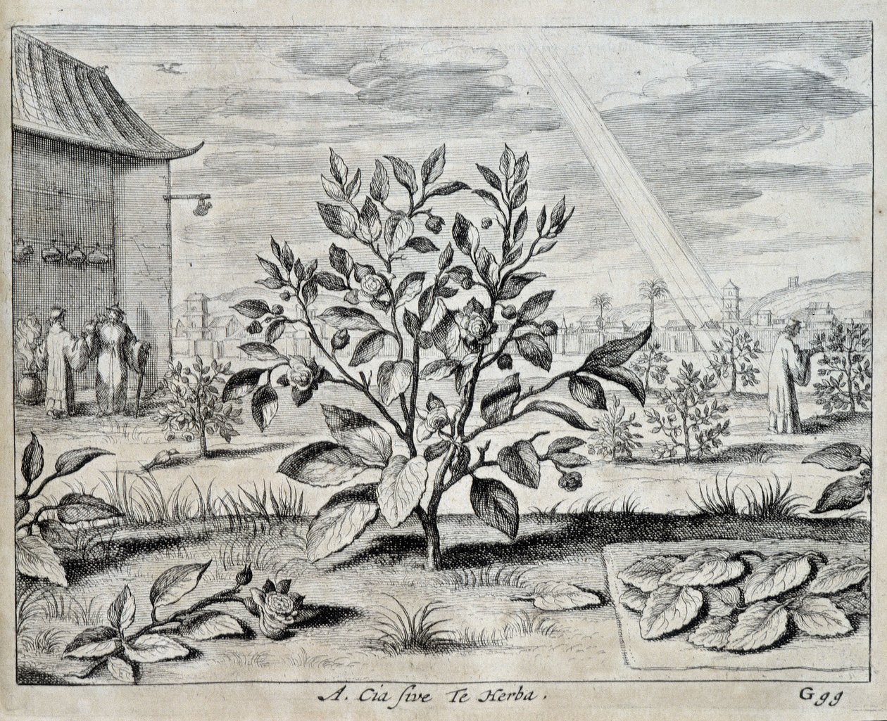Le camellia - في "" China "لـ Athanase Kircher (أو Athanasius Kircheri) بواسطة أثناسيوس كيرشر