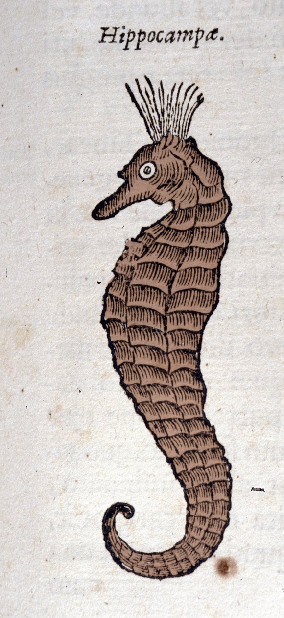 تمثيل فرس البحر. نقش من عمل أثناسيوس كيرشر (1601 - 1680) ، يسوعي ، مستشرق وباحث. بواسطة أثناسيوس كيرشر