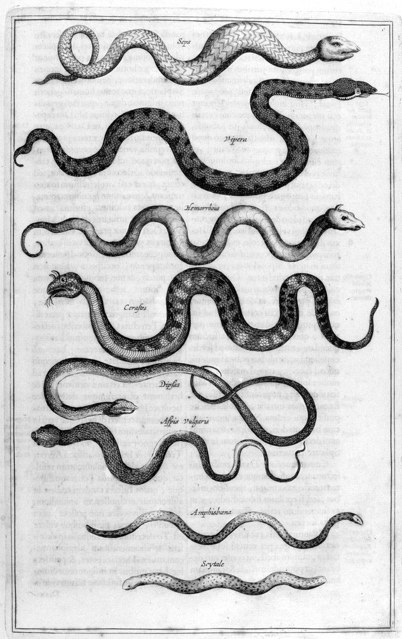 الثعابين ، 1675. بواسطة أثناسيوس كيرشر