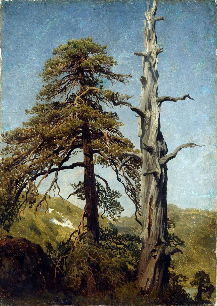 "" دراسة الأشجار ، النرويج "" لوحة رسمها August Cappelen (1827-1852) 1850 المتحف الوطني للفنون ، أوسلو ، النرويج بواسطة أغسطس Cappelen