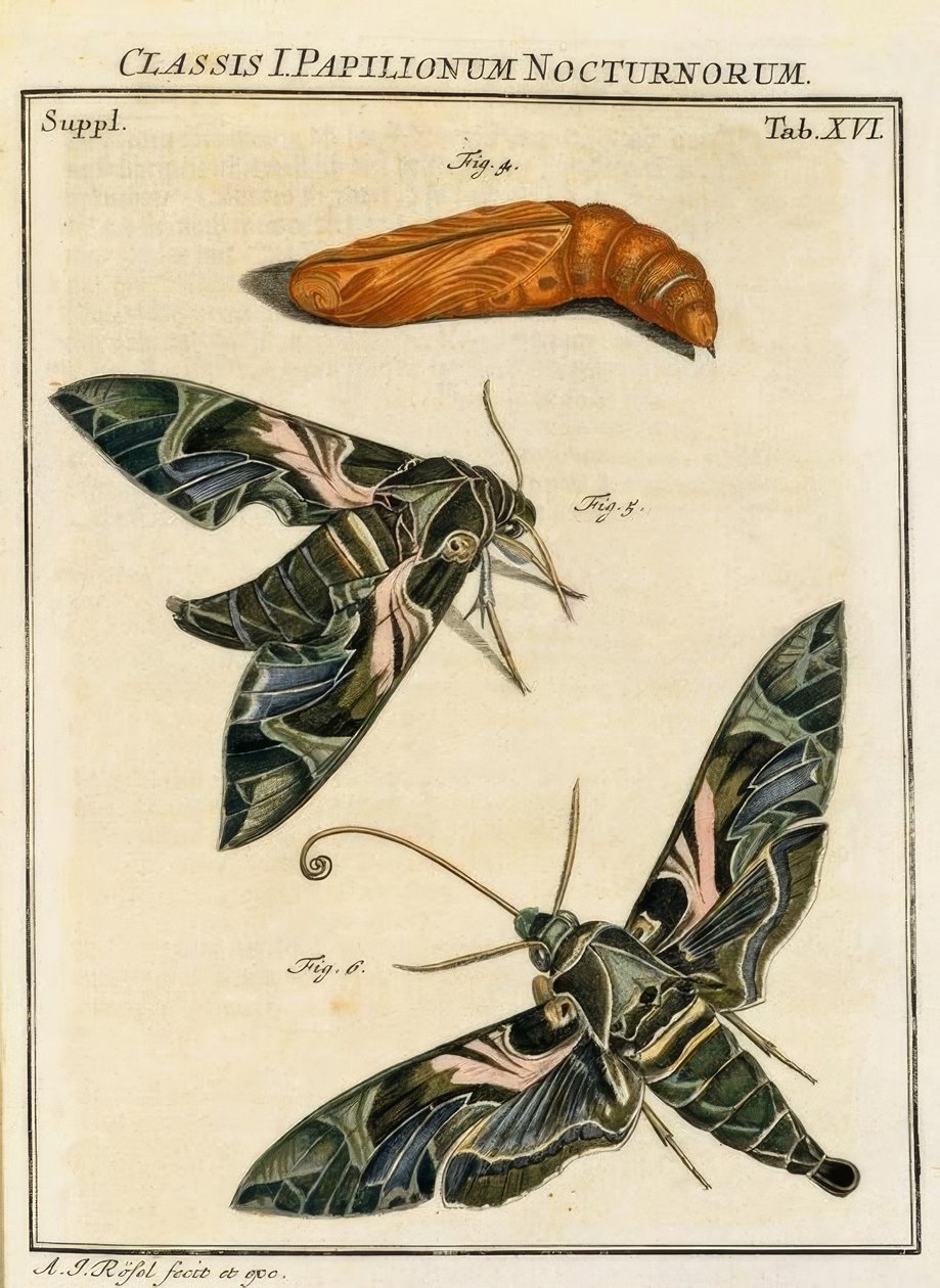 Butterfly Daphnis neri - Rösel v. ر. بواسطة أغسطس يوهان روسيل فون روزنهوف