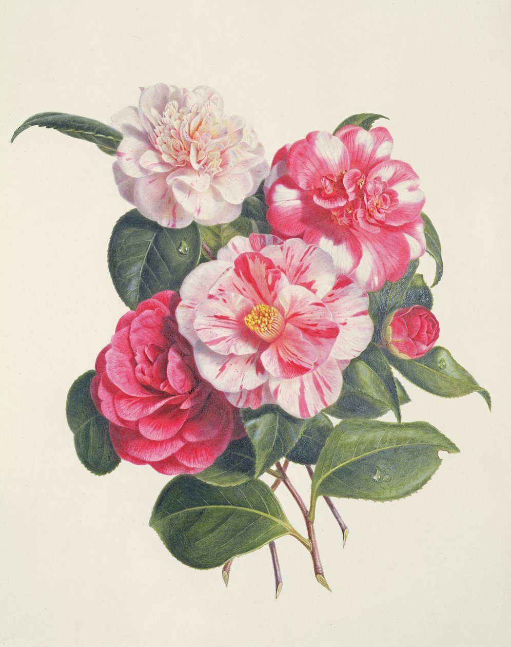 كاميلياس ، c.1840 بواسطة أوغوستا إينيس ويذرز