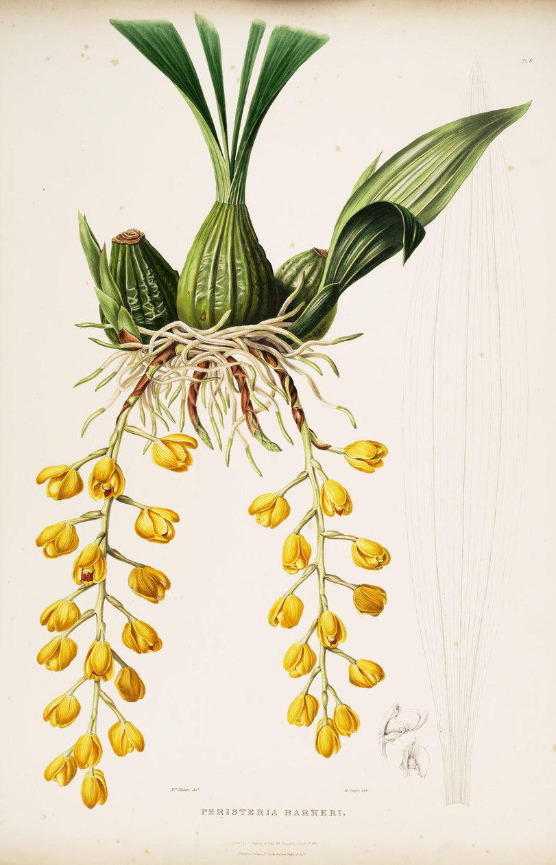 رسم توضيحي ل Acineta barkeri (مثل syn. Peristeria barkeri) بواسطة أوغوستا إينيس ويذرز
