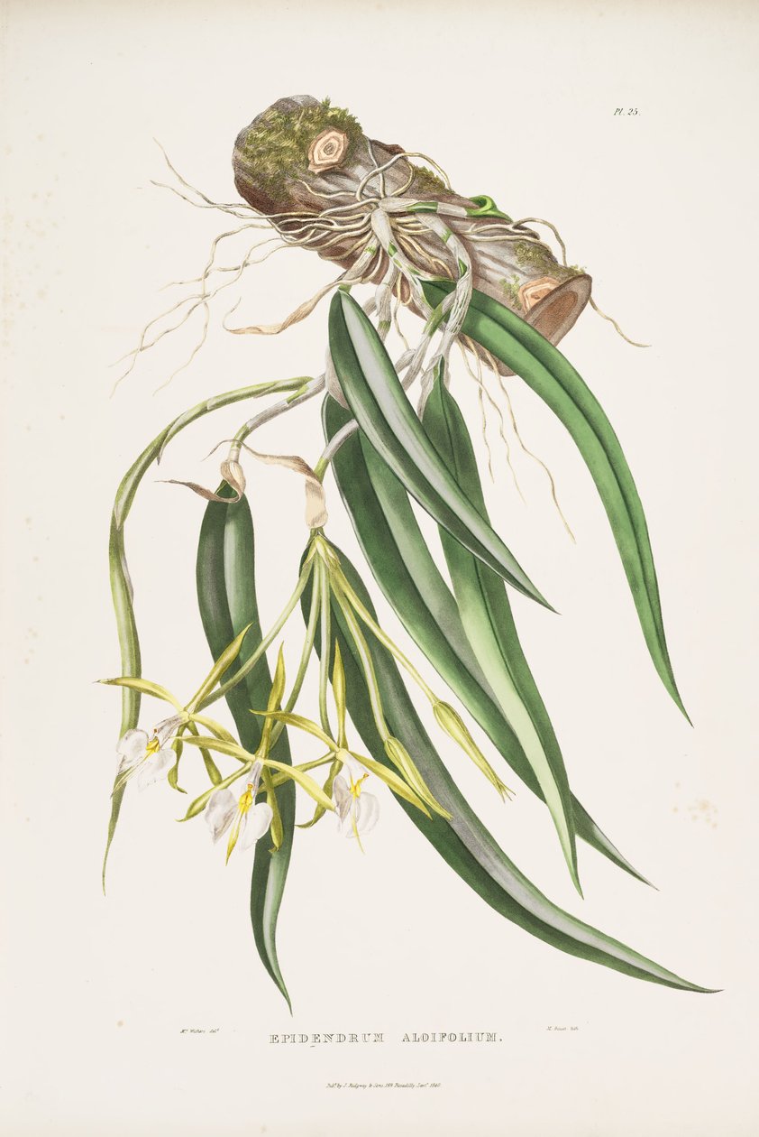 رسم توضيحي لـ Epidendrum parkinsonianum (as syn. Epidendrum aloifolium) بواسطة أوغوستا إينيس ويذرز