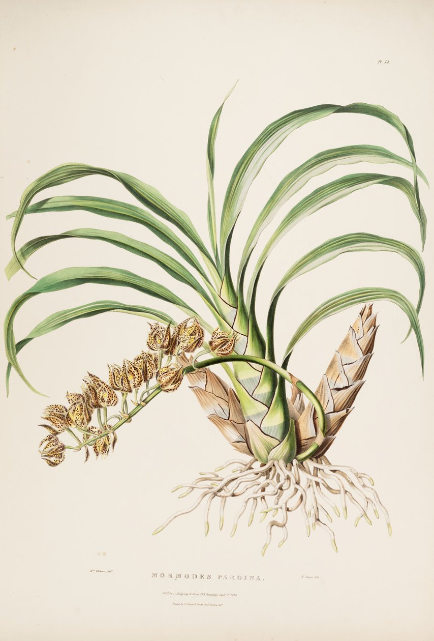 رسم توضيحي لـ Mormodes maculata var. maculata (كمزامنة. Mormodes pardina) بواسطة أوغوستا إينيس ويذرز