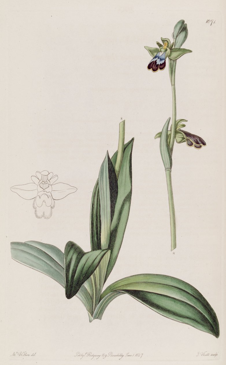 رسم توضيحي لـ Ophrys fusca بواسطة أوغوستا إينيس ويذرز