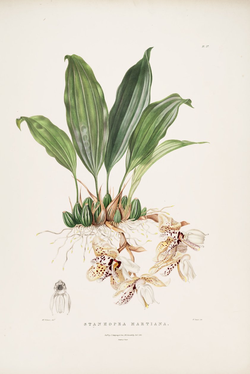 رسم توضيحي لـ Stanhopea martiana بواسطة أوغوستا إينيس ويذرز