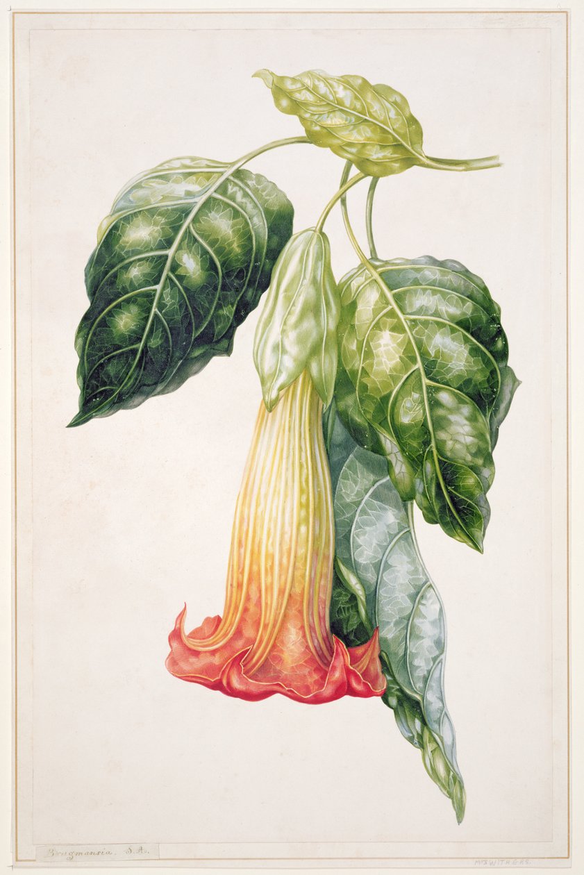 PD.993-1973 زهرة شوكة التفاح من الإكوادور ، Datura rosei (الغواش) بواسطة أوغوستا إينيس ويذرز