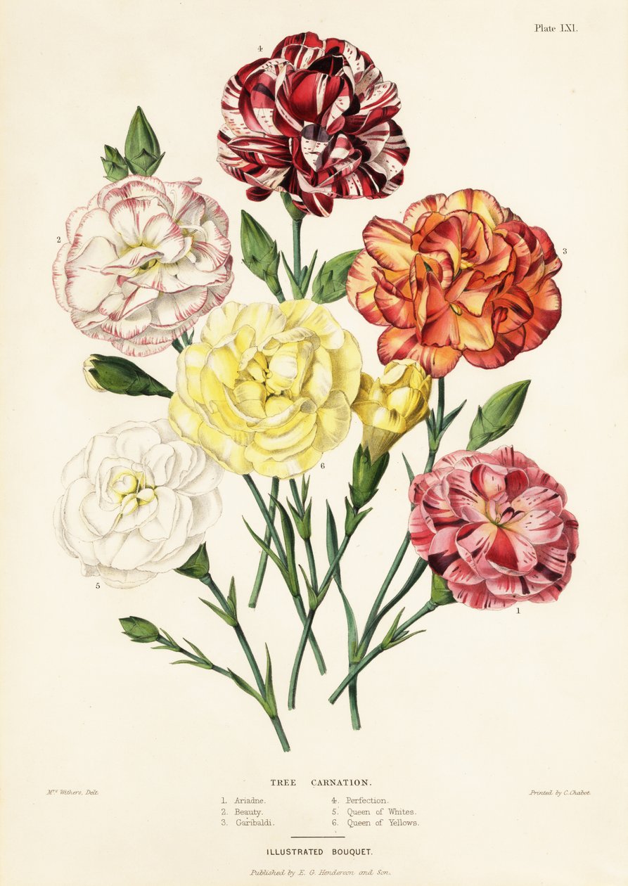 أصناف شجرة القرنفل ، Dianthus caryophyllus: Ariadne 1 ، Beauty 2 ، Garibaldi 3 ، Perfection 4 ، Queen of White 5 ، Queen of Yellows 6 بواسطة أوغستا إينيس (بعد) ويذرز