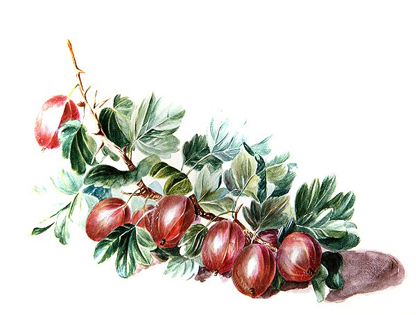 عنب الثعلب حوالي 1860 (ألوان مائية على ورق) بواسطة أوغوستا إينيس ويذرز