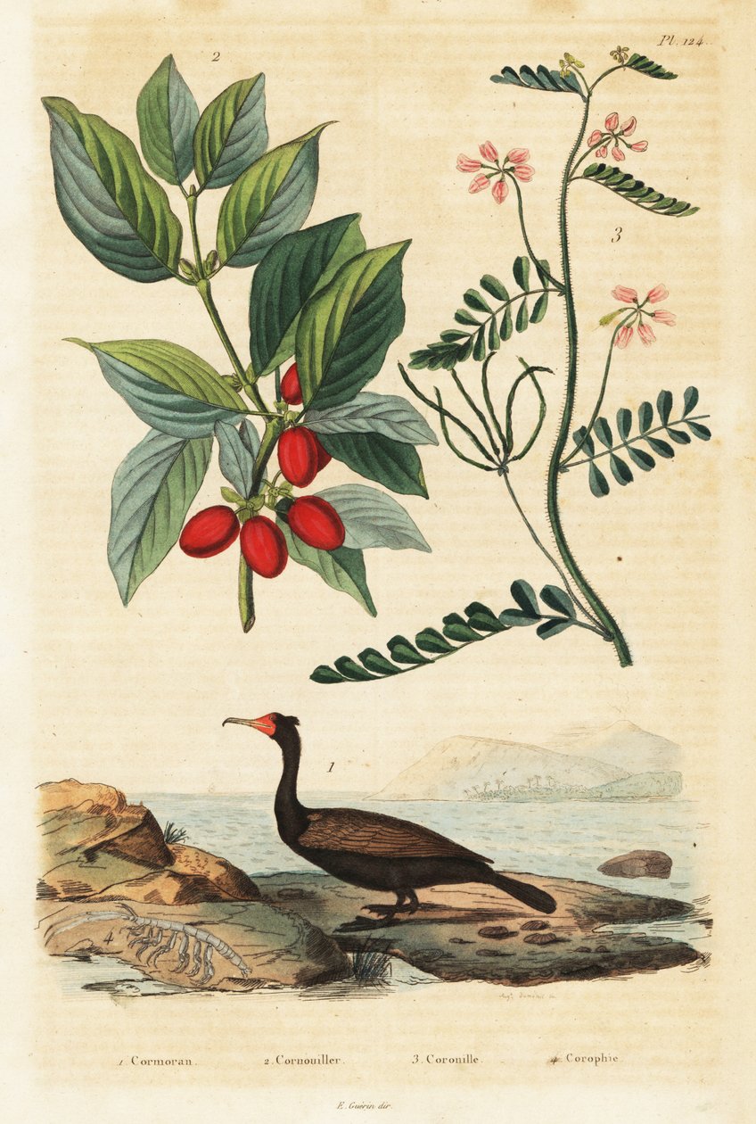 الغاق ، كرز كورنيليان وبيقية العقرب ، 1834-1839 (نقش) بواسطة أوغست دومينيل