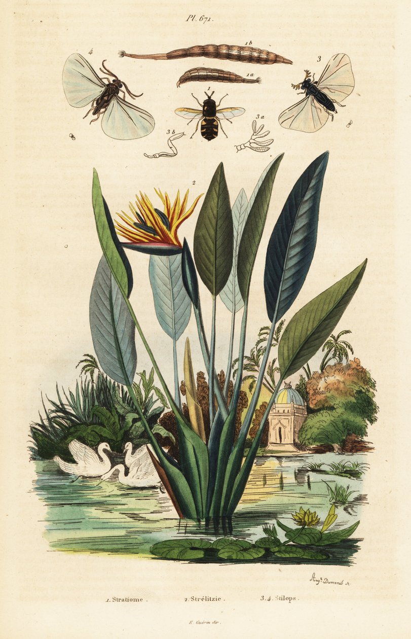 جندي ، زهرة رافعة ، 1834-1839 (نقش) بواسطة أوغست دومينيل